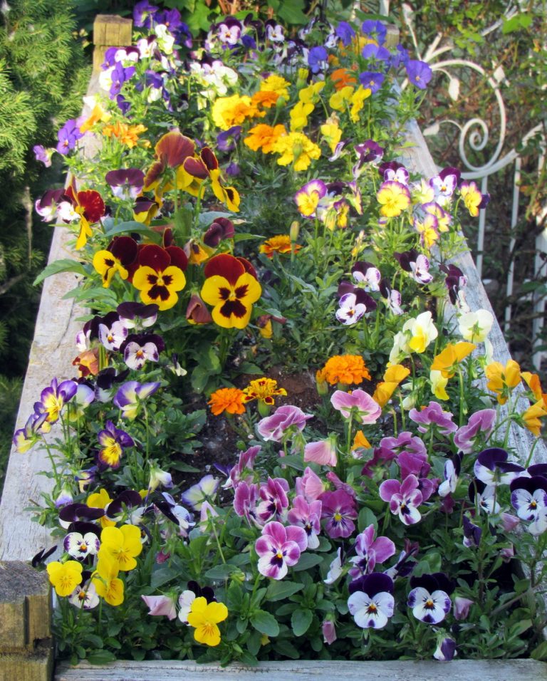 Put in Bay The Latest